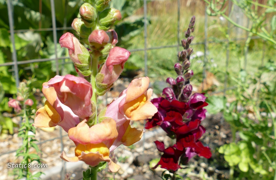 Snapdragon blooms