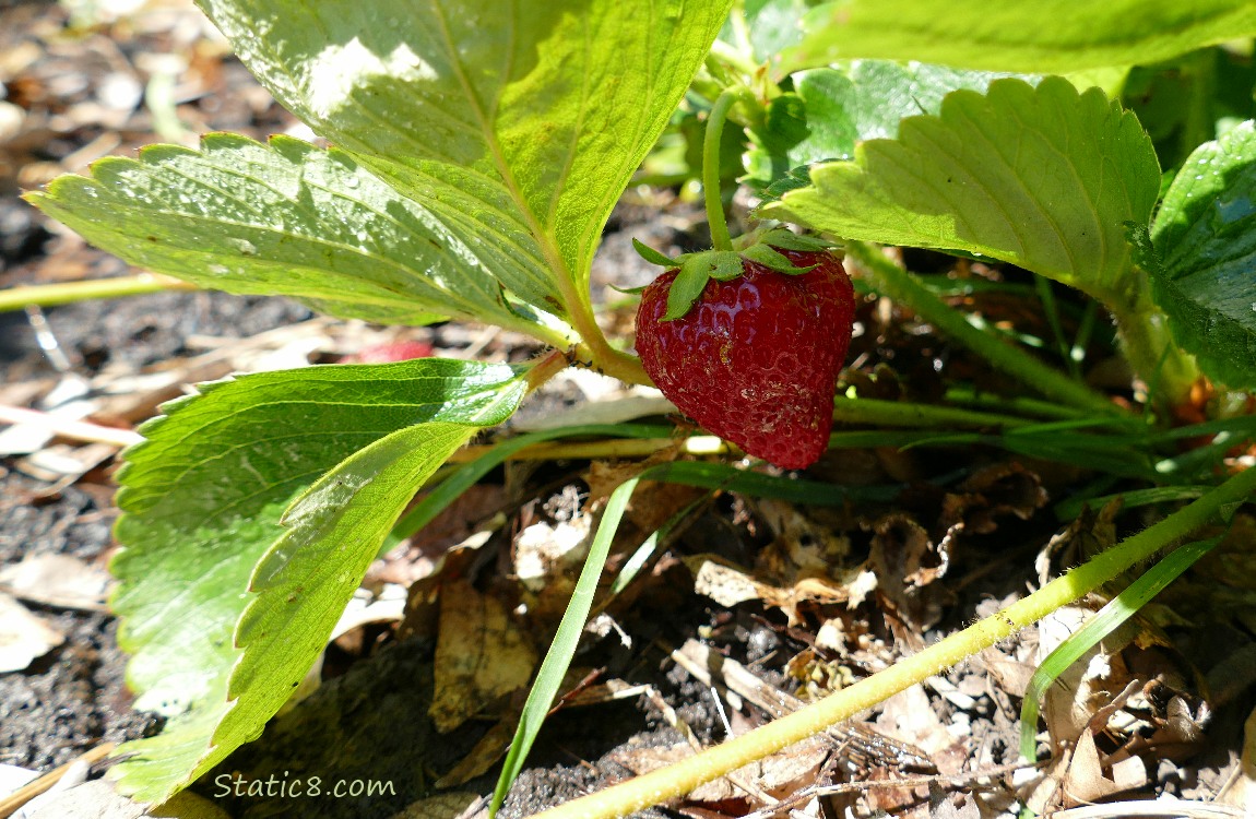 Strawberry fruit hanging from the plant