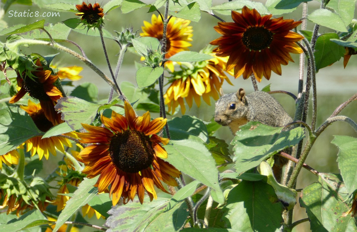 Squirrel standing on a sunflower stalk, surrounded by sunflower blooms