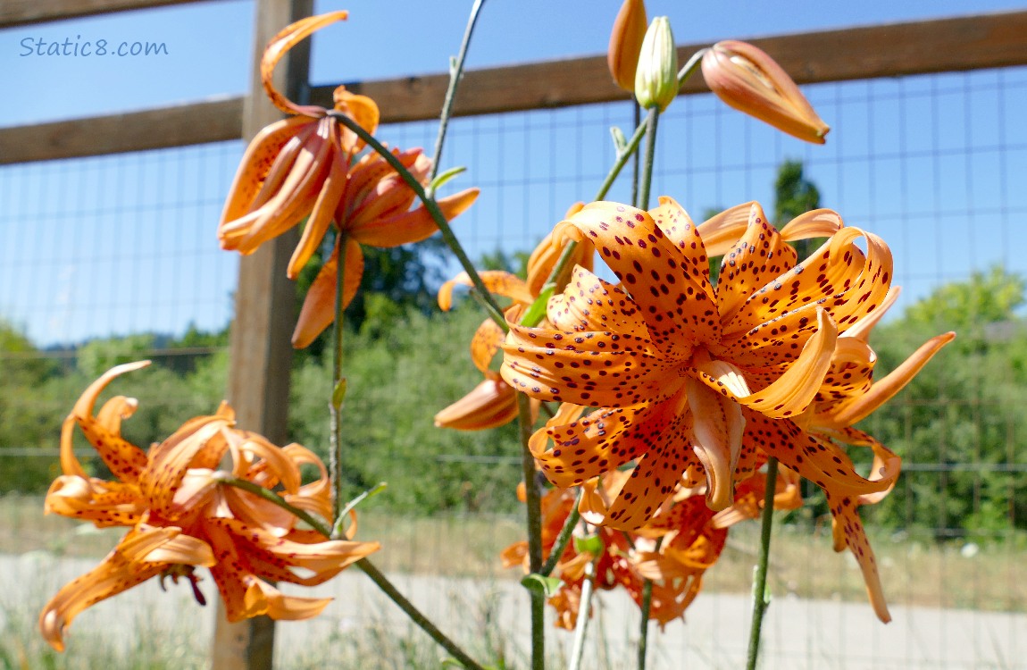 Tiger Lily blooms in front of a wire and wood fence