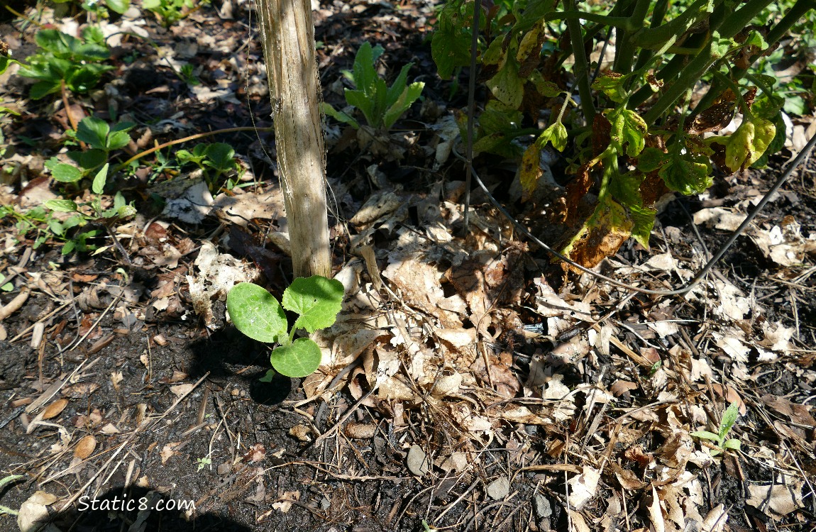 Squash seedling growing in the garden