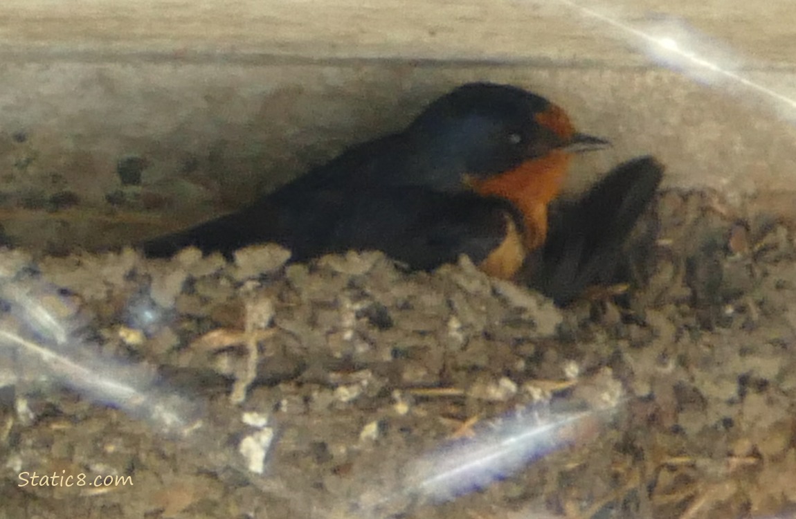 Barn Swallow parent sitting in the nest