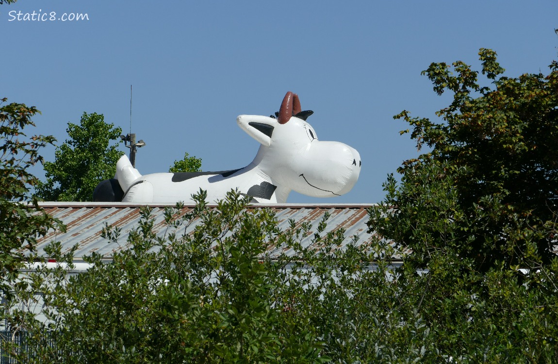 Big blow up cow seen over a building