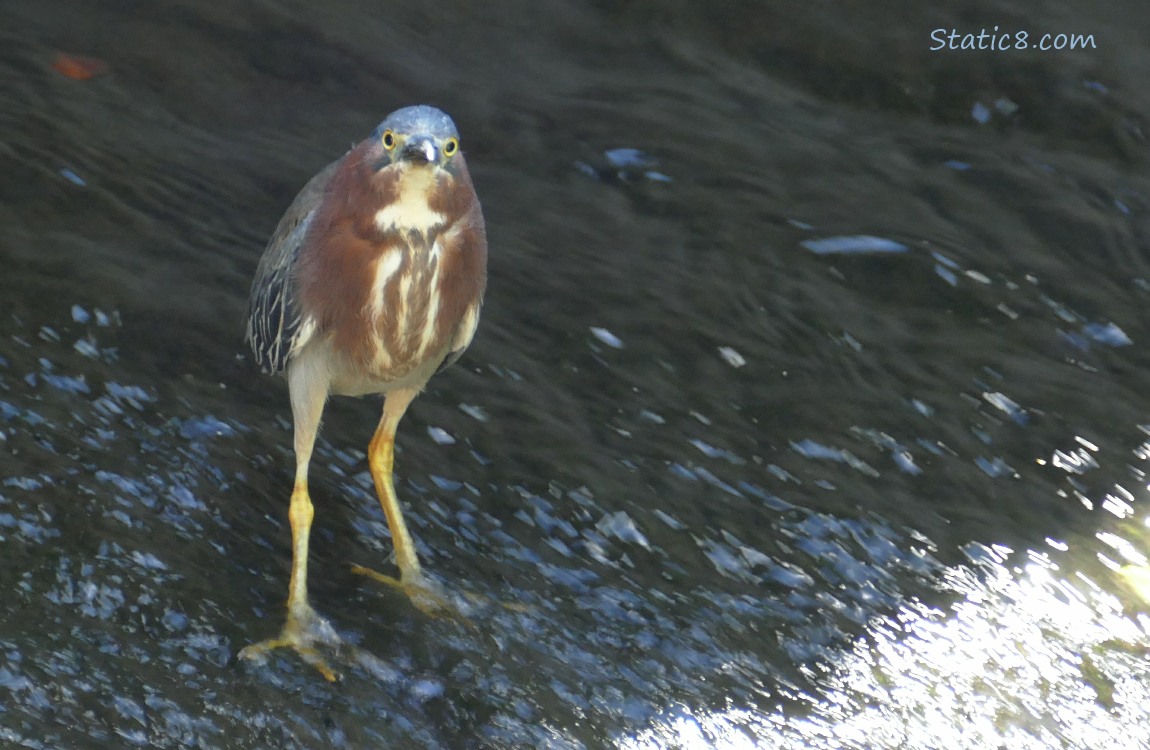 Green Heron standing in shallow rushing water