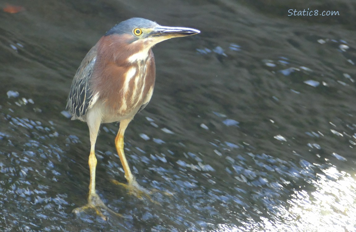 Green Heron standing in shallow rushing water