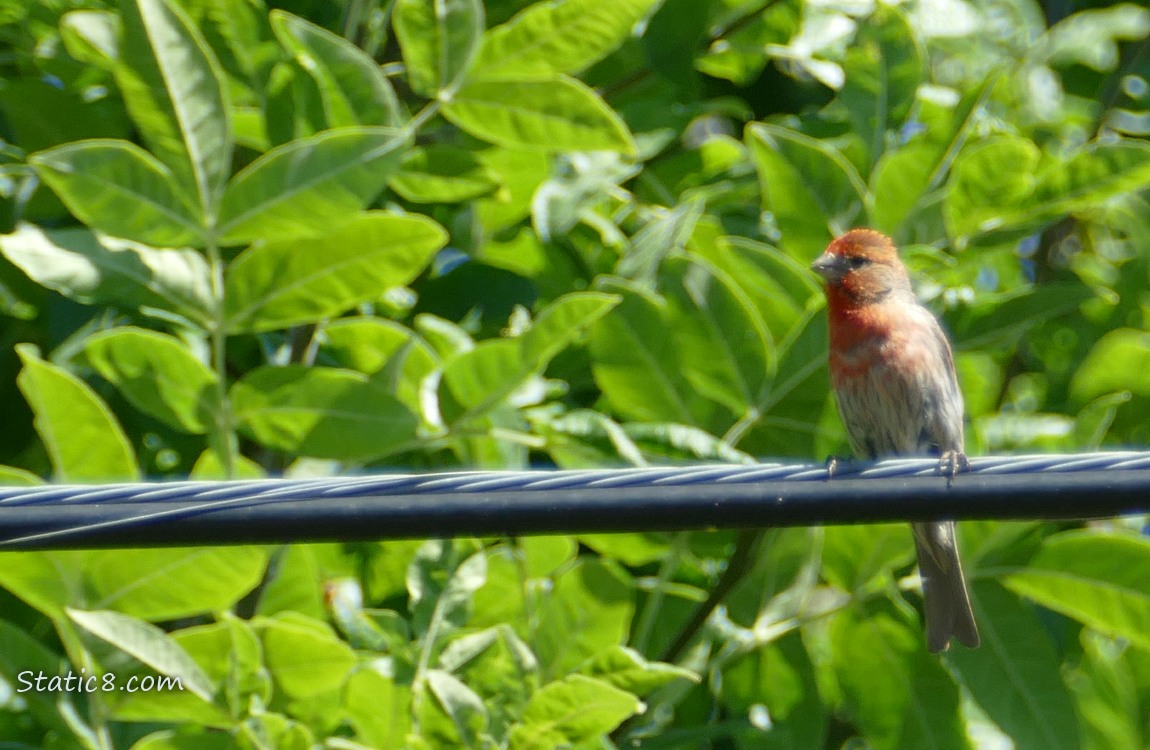 House Finch standing on a power line with tree leaves behind