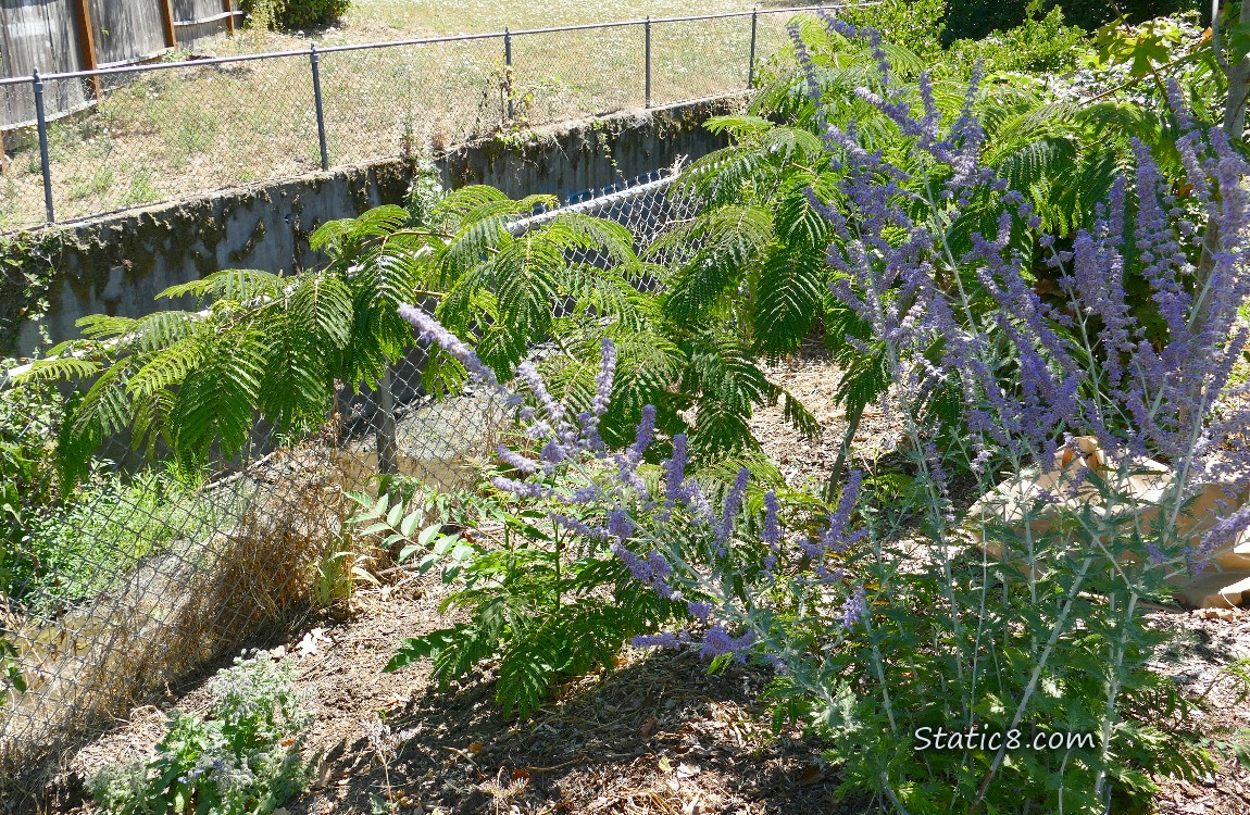 Small Mimosa in front of a canal