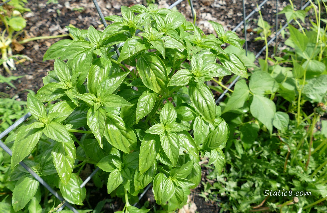 Basil plant with small bean plants