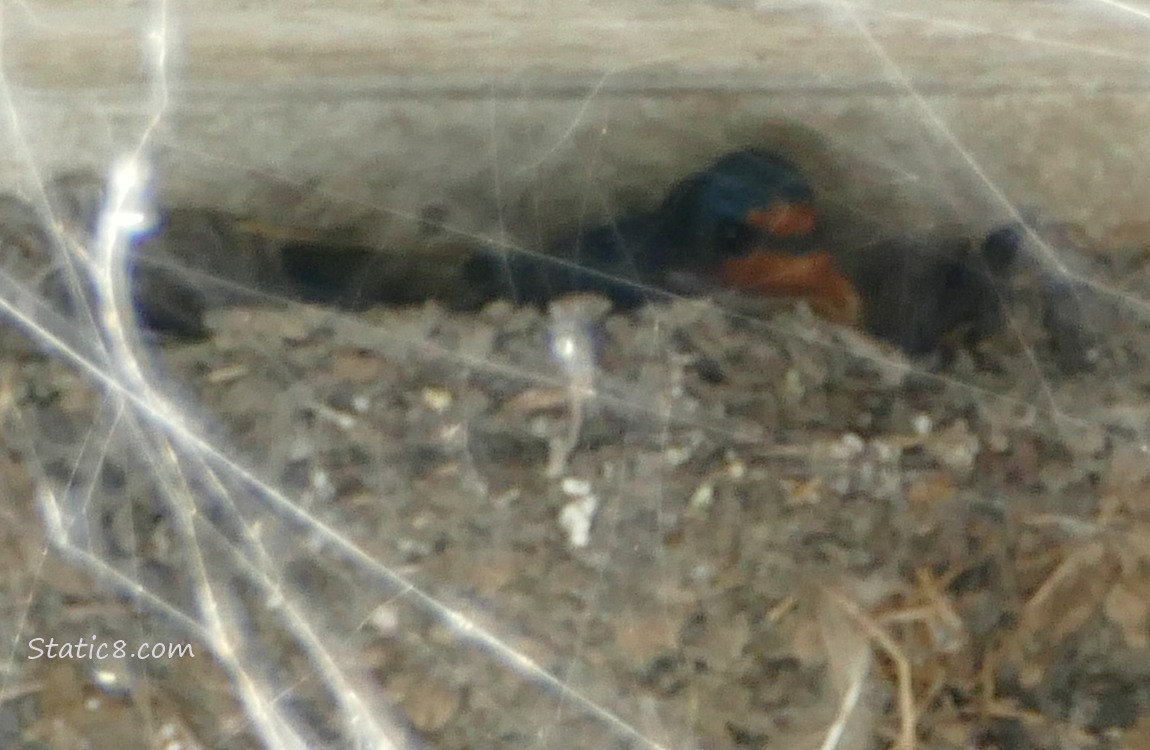 Barn Swallow parent sitting in the nest