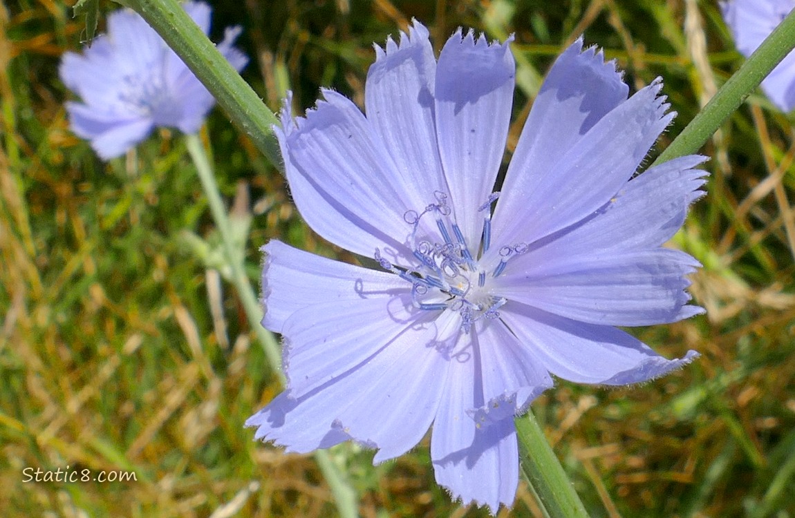 Chicory blooms