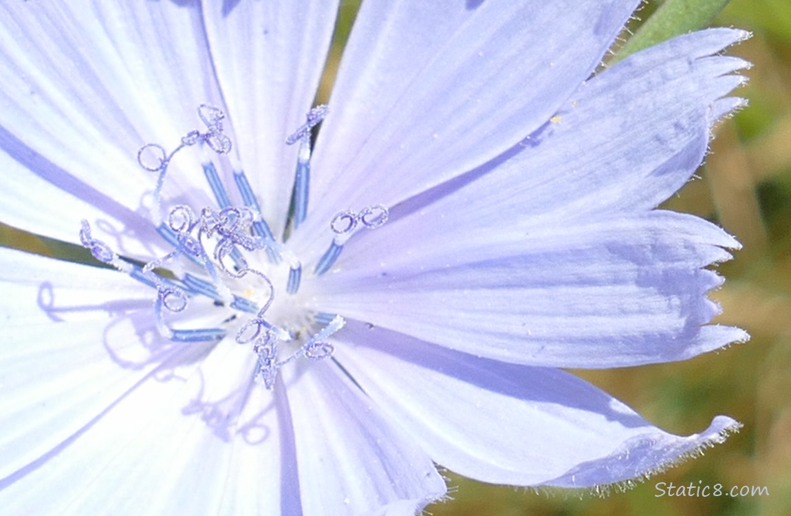 Close up of a Chicory bloom