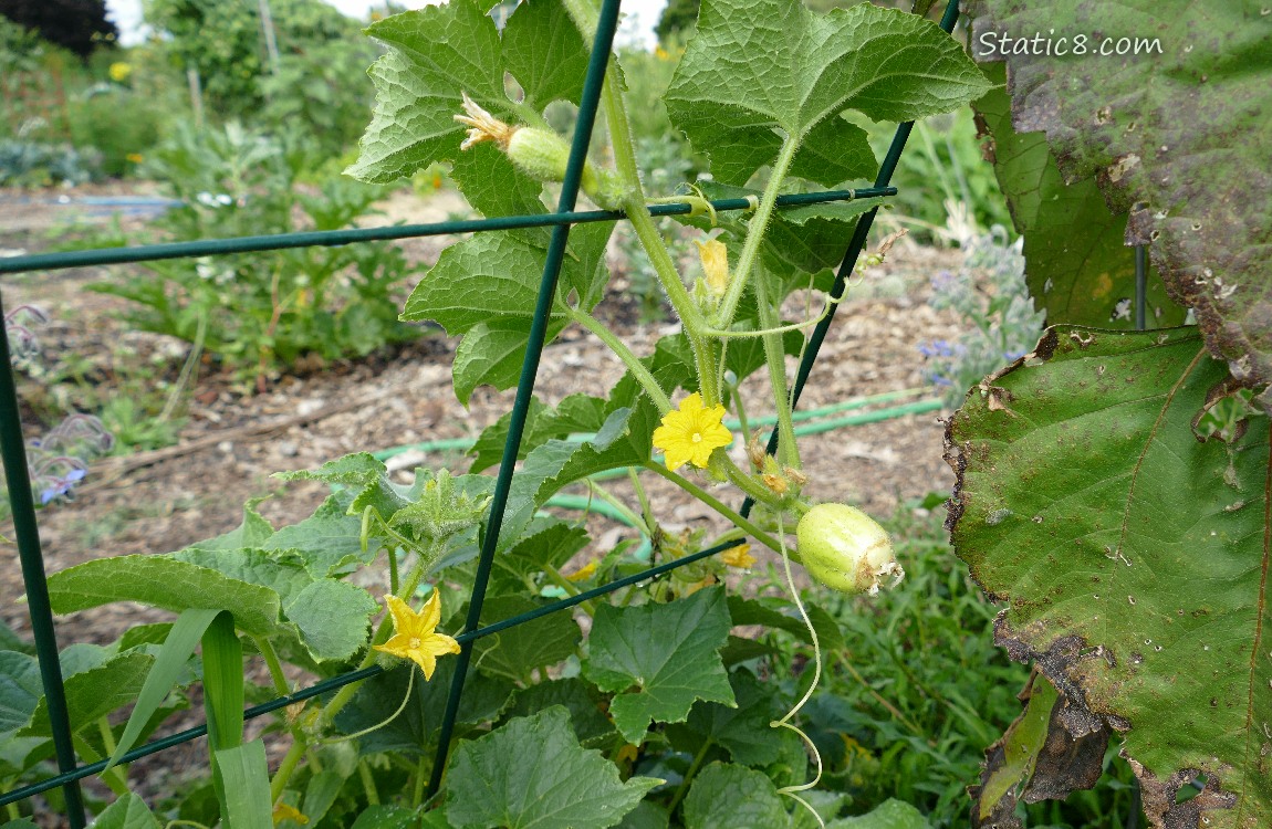 Lemon Cucumbers growing on the plant