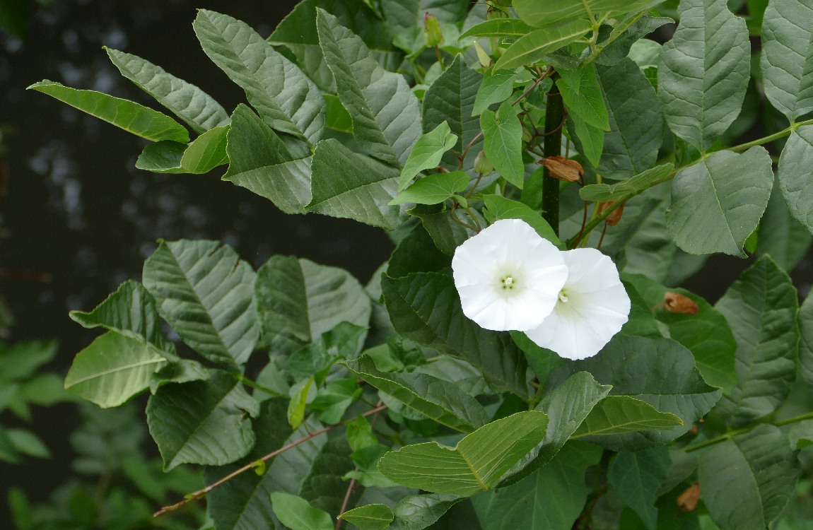White Morning Glory blooms on a tree
