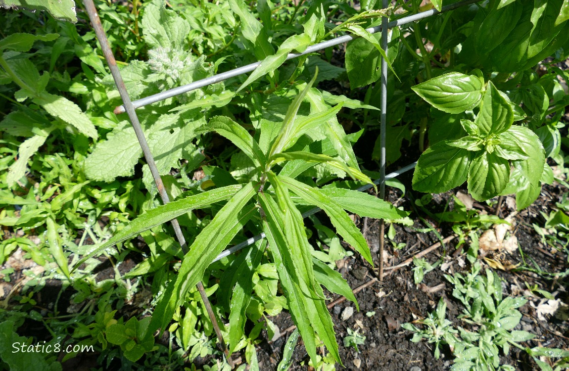 Plants under a wire trellis