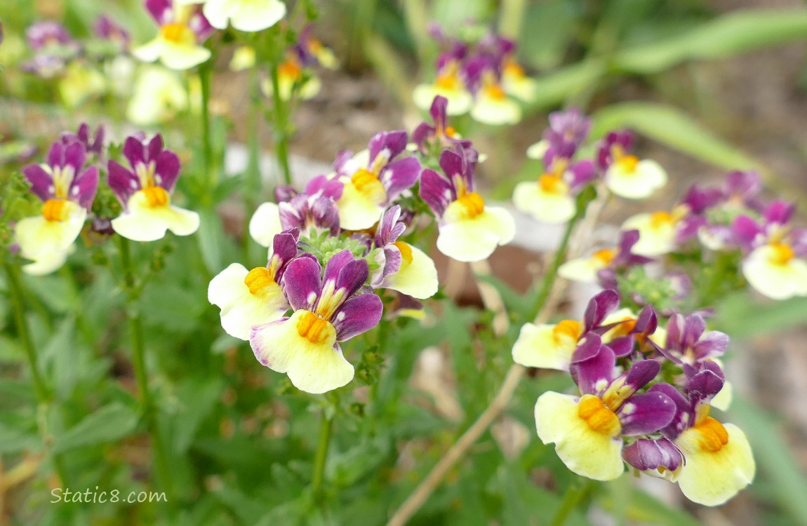 Nemesia blooms