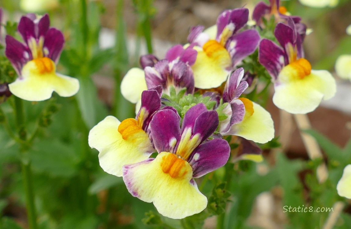 Close up of Nemesia blooms