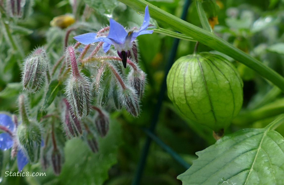 Borage bloom next to a Tomatillo fruit hanging from the vine