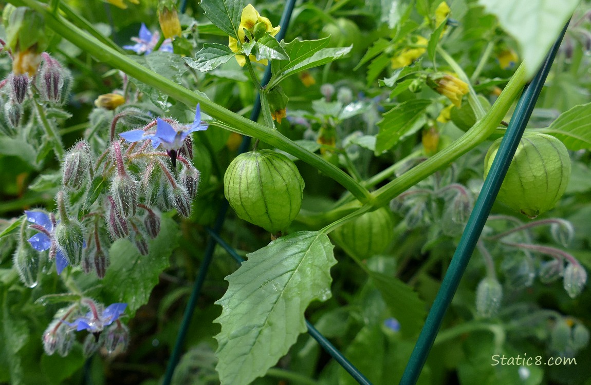 Tomatillo fruits and flowers with some Borage blooms