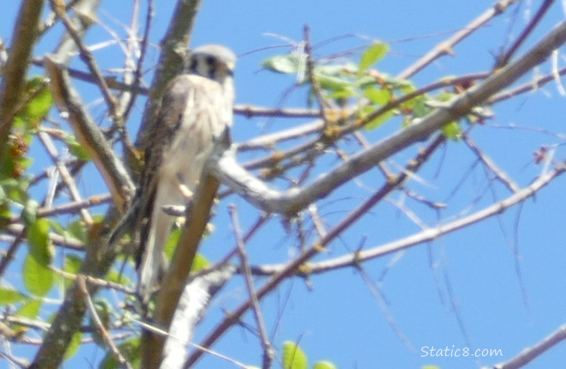 Female American Kestrel standing in a tree