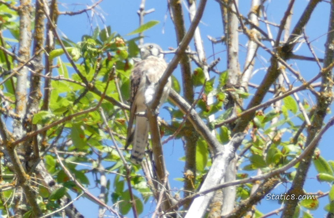 American Kestrel standing in a tree, green leaves and blue sky behind her