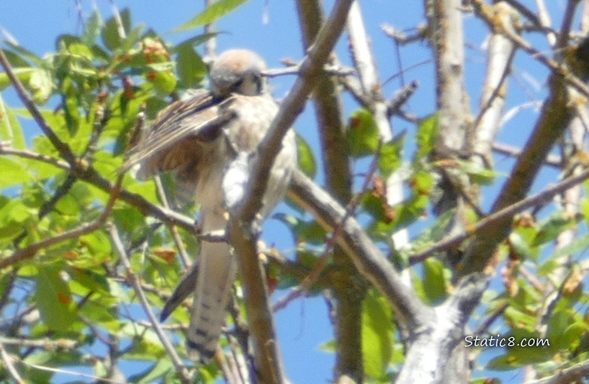 Female Amercian Kestrel preening in a tree