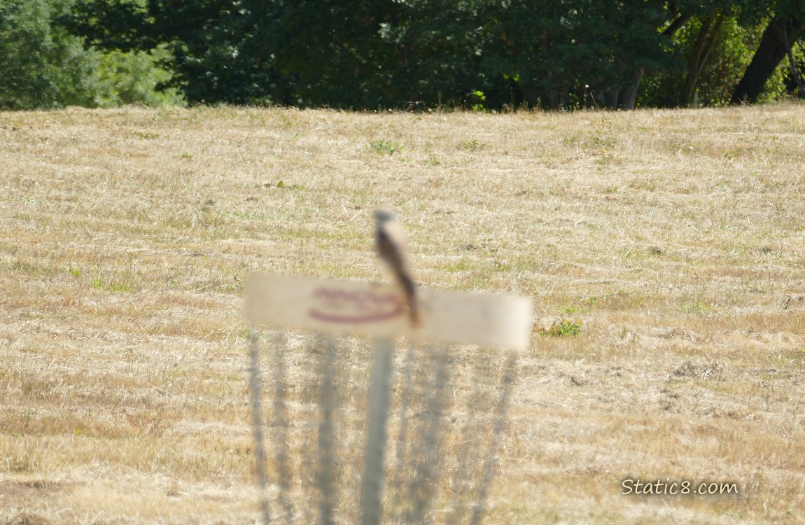 Blurry bird standing on a Frisbee Golf target