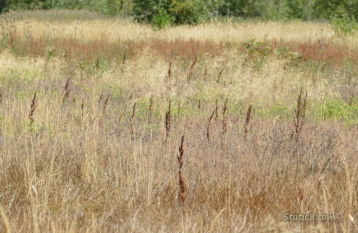 Different grasses on the prairie