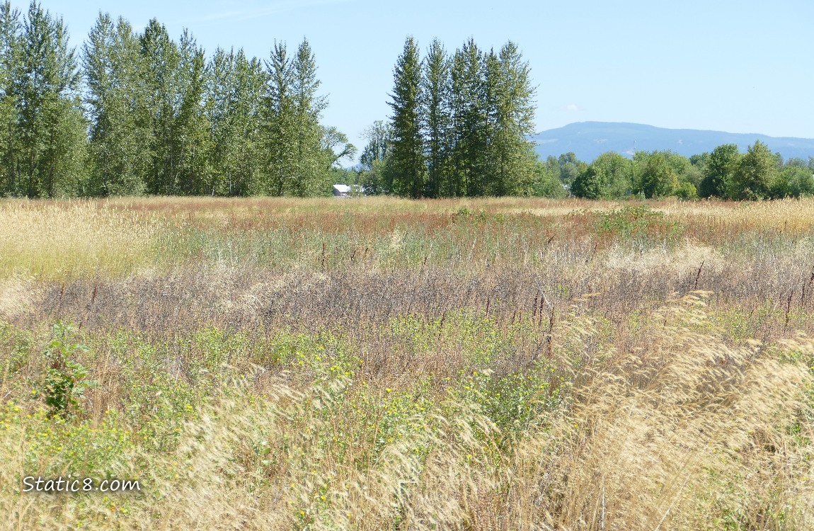 Prairie grasses with trees and a hill in the distance