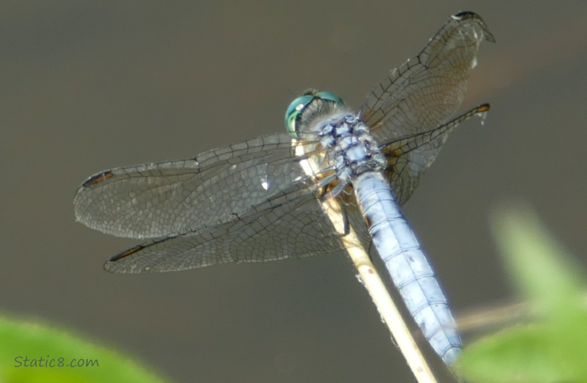 Dragonfly standing on a twig
