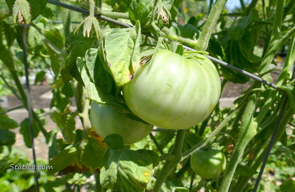 Green tomatoes ripening on the vine
