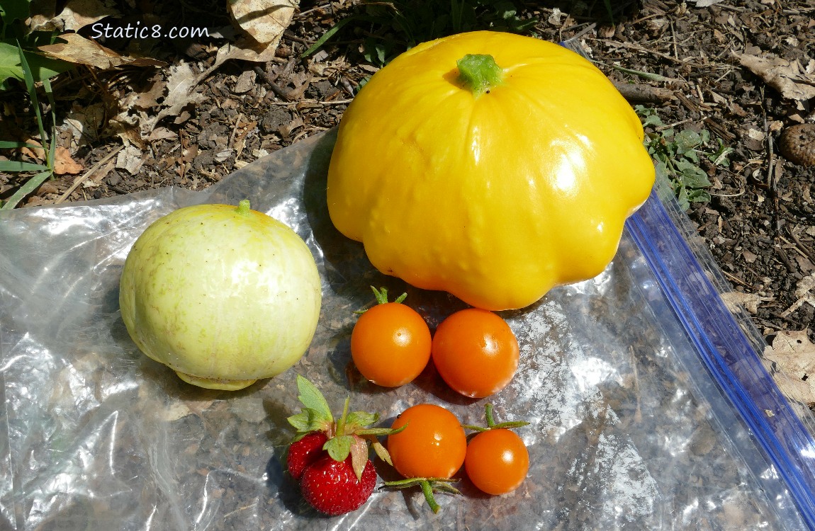 Harvested veggies laying on a ziplock bag on the ground