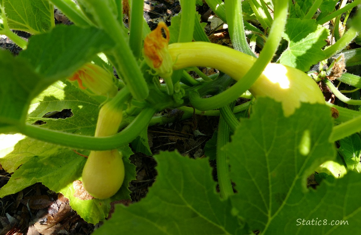 Crookneck fruits growing under the leaves