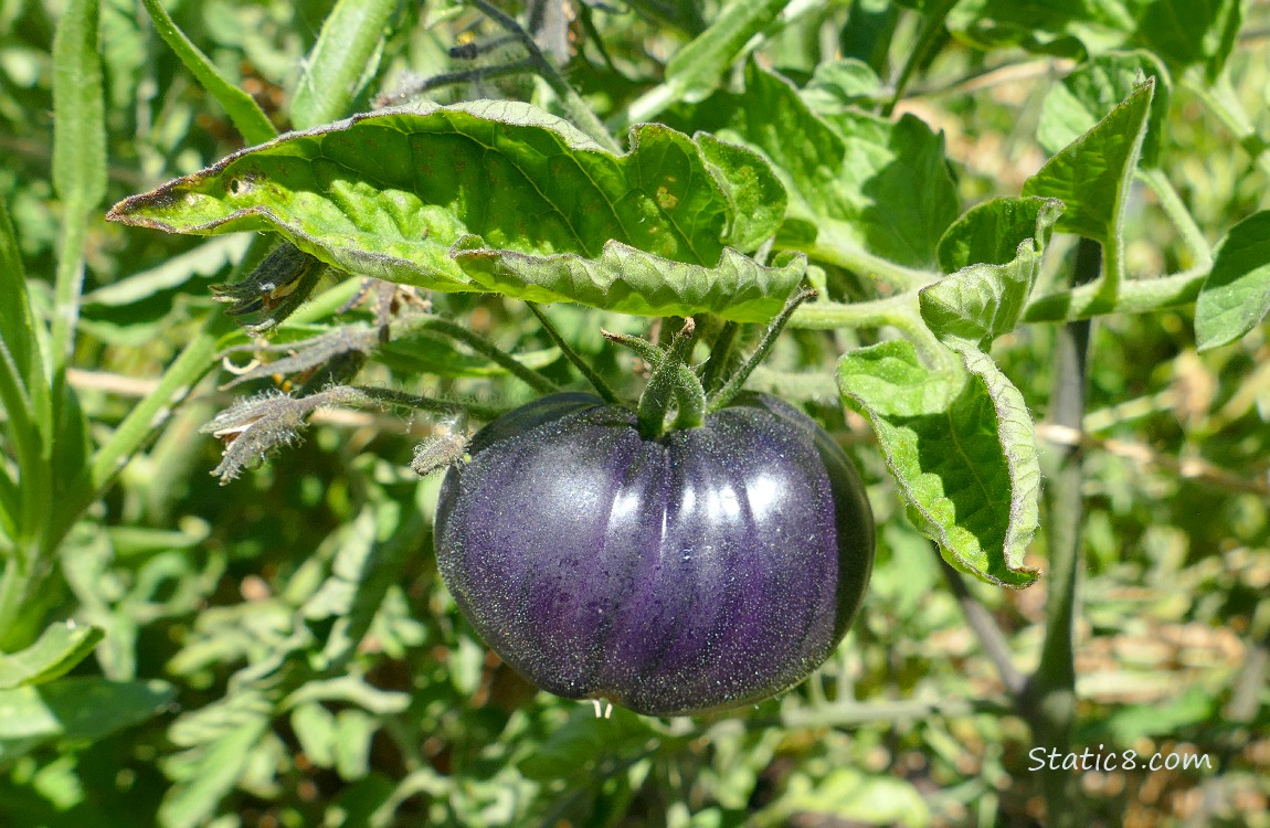 Purple tomato ripening on the vine