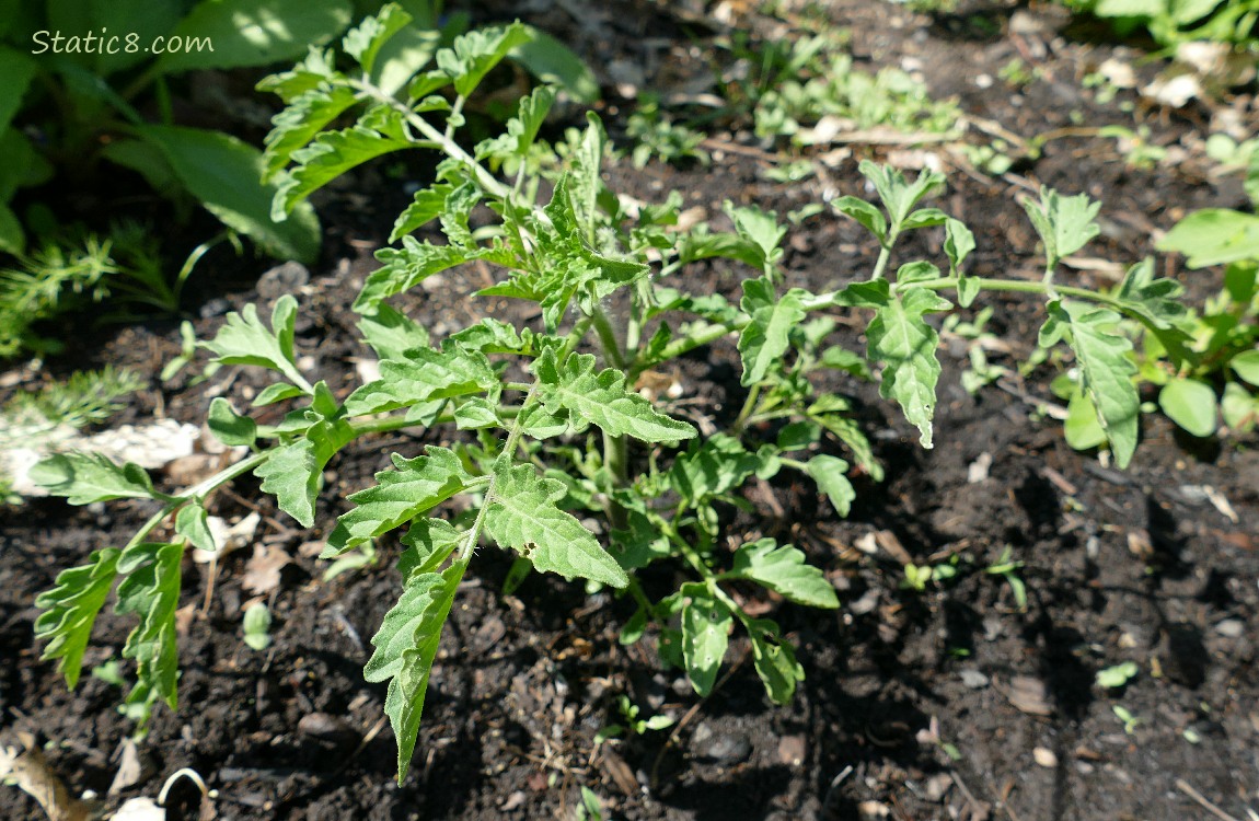 Small tomato plant growing in the ground