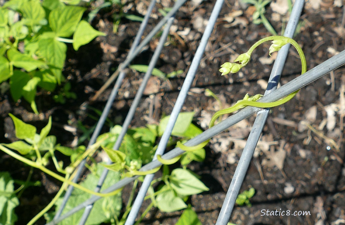 Bean vines curling up a wire trellis