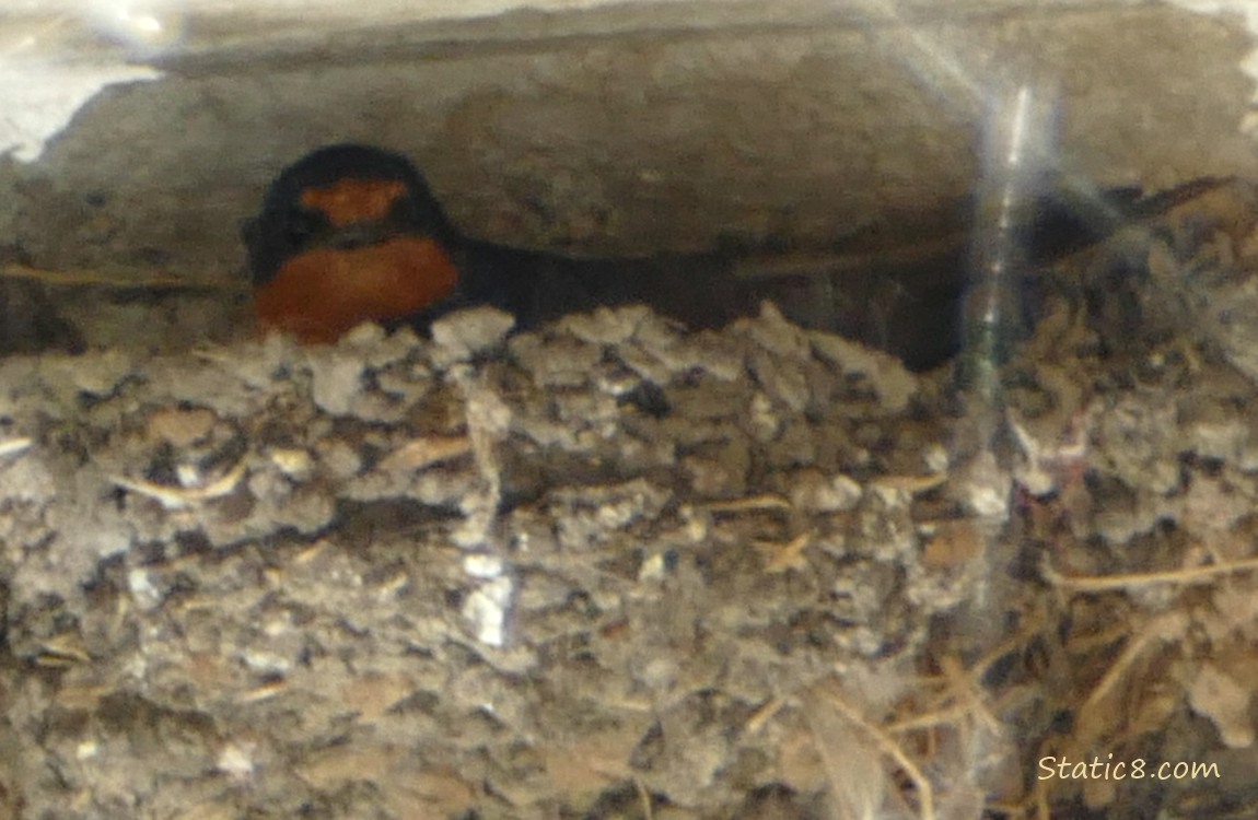 Barn Swallow parent sitting in the nest