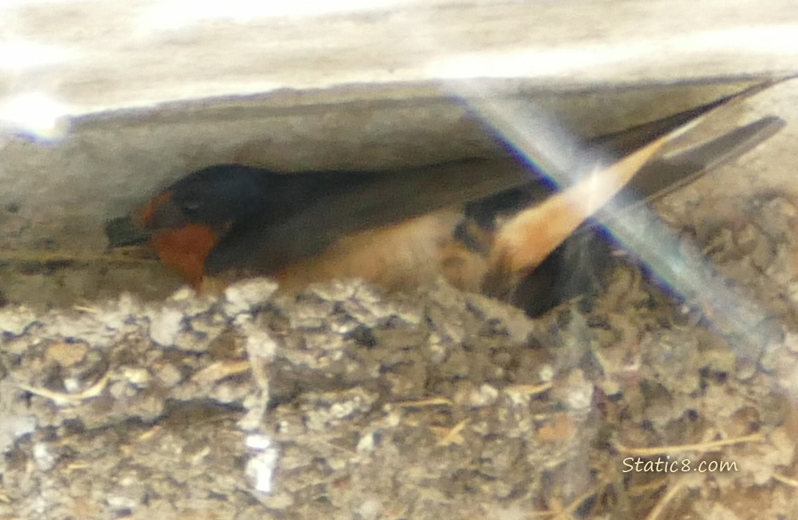 Barn Swallow parent settling into the nest