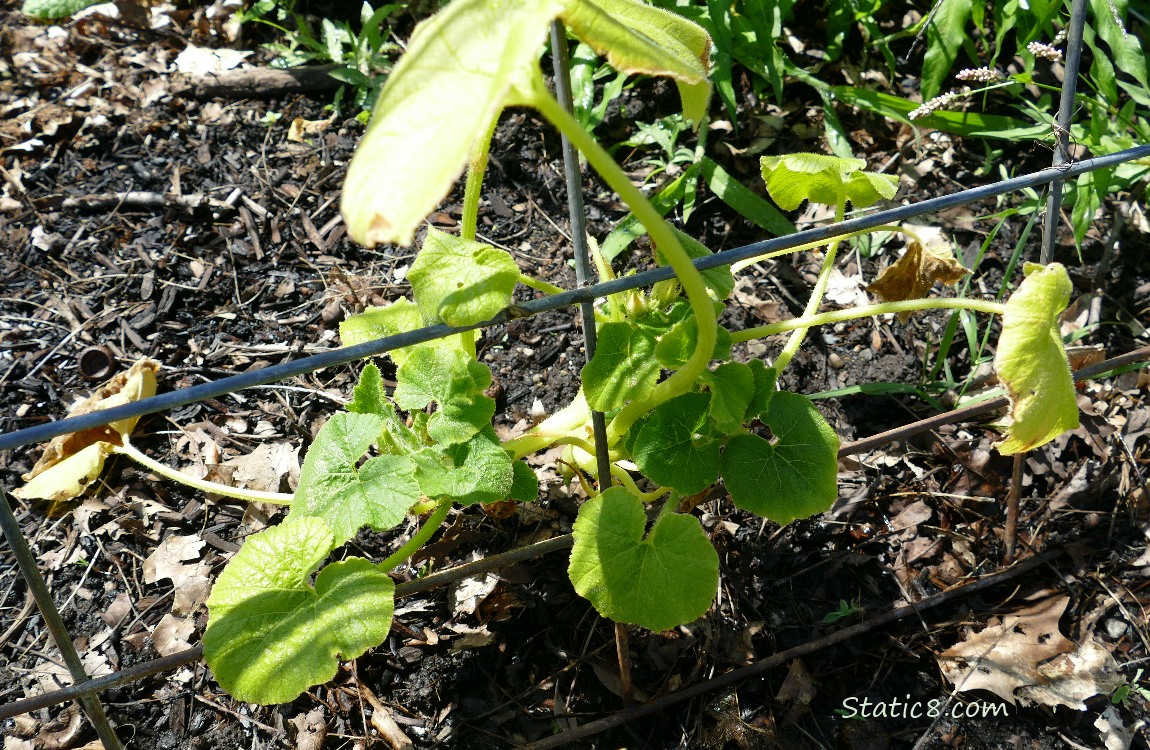 Squash plant under a wire trellis