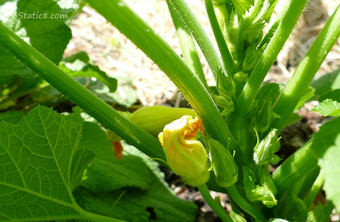 Fruit and flowers growing under the leaves of a squash plant