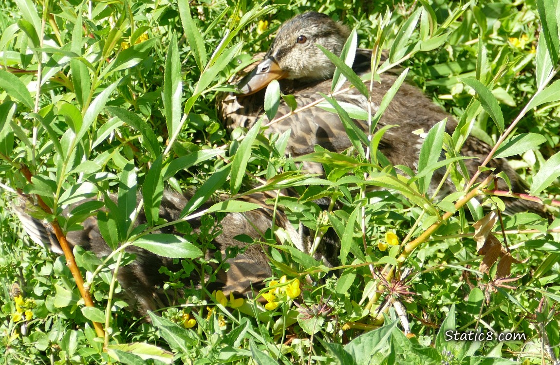Ducklings sprawed in the grass