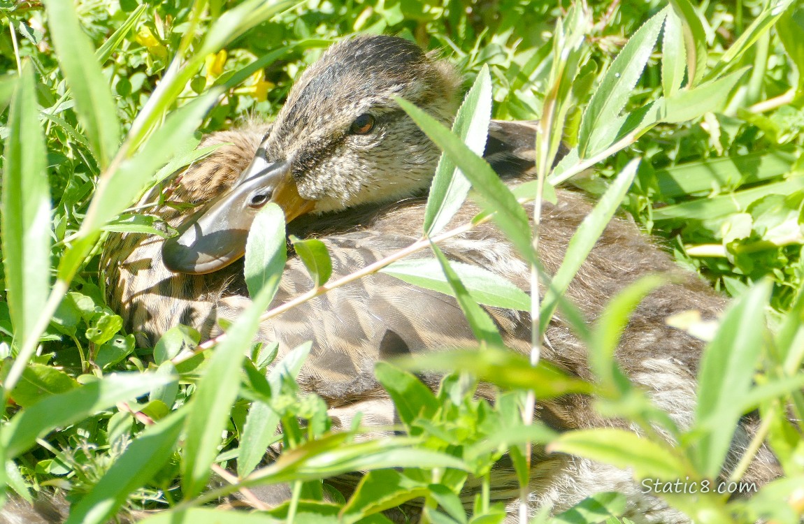 Close up of ducklings face