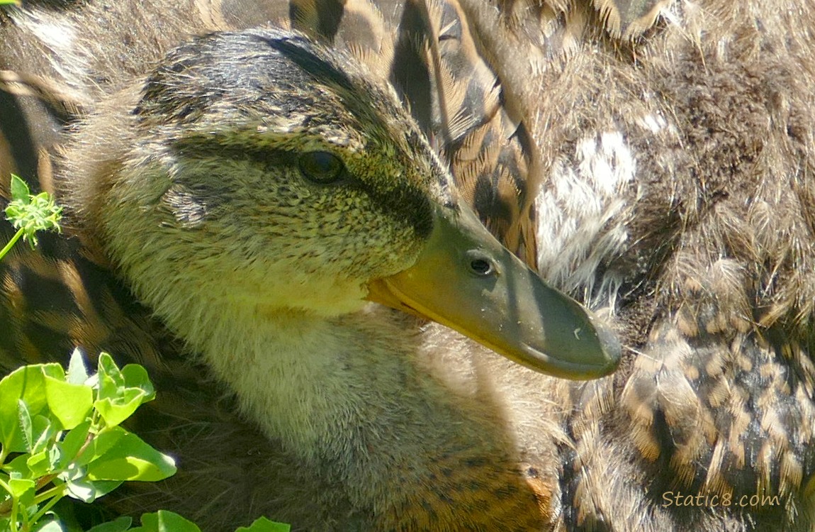 Close up of ducklings face
