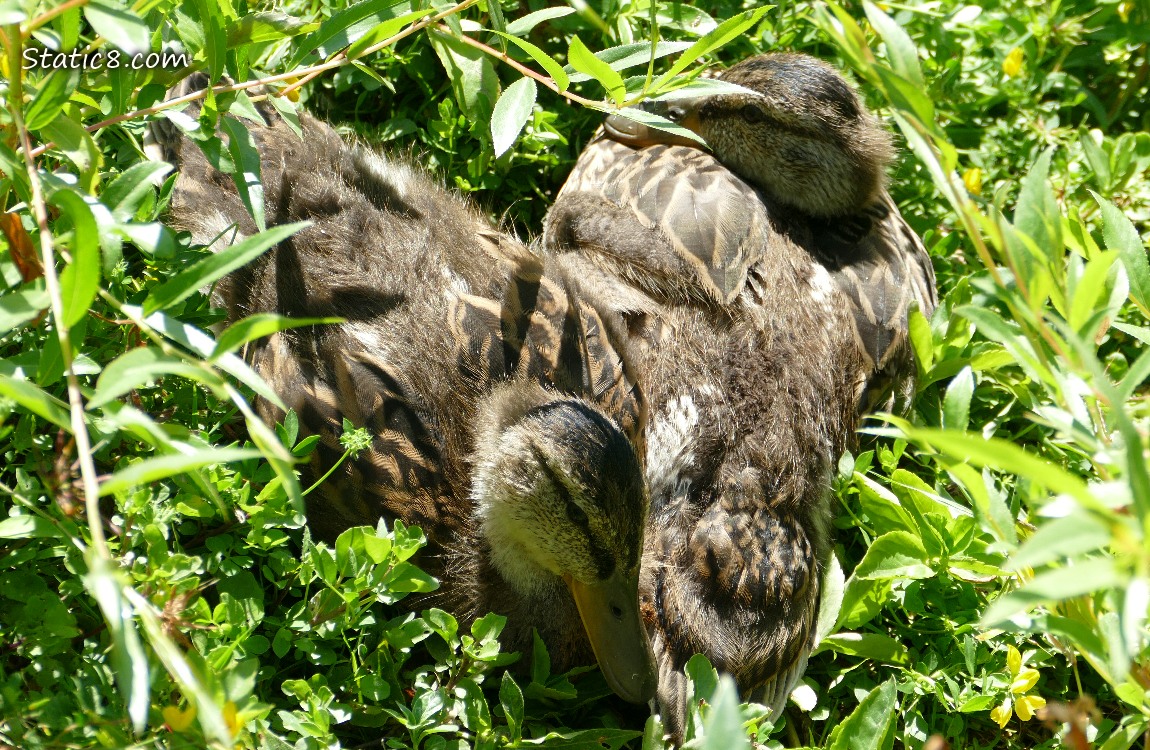 Duckings lying in the grass