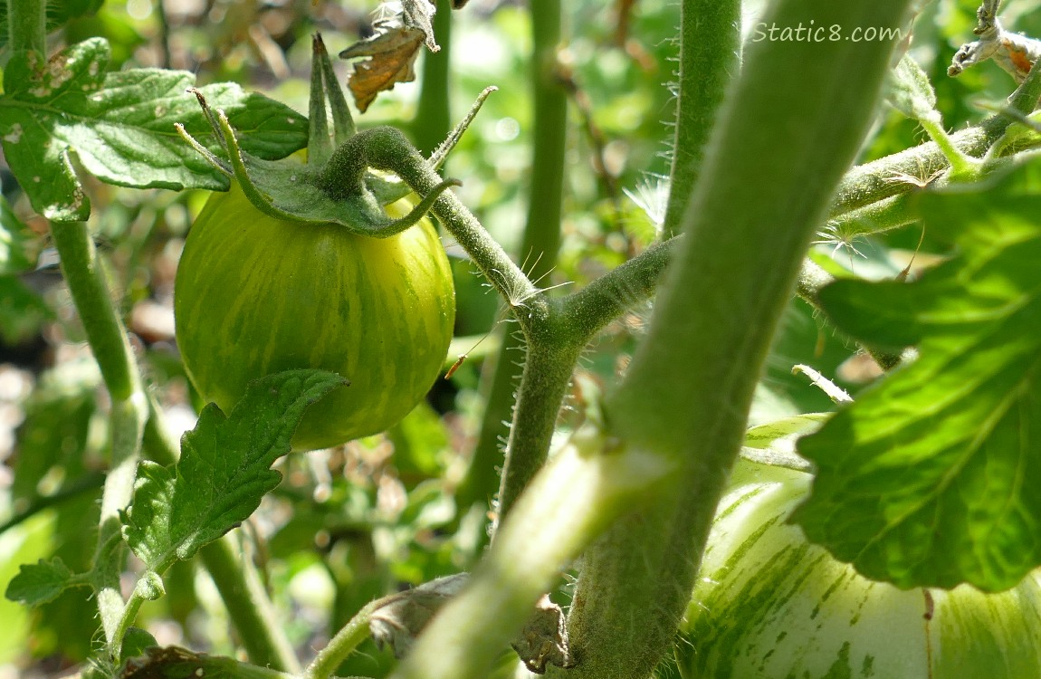 Small Tomaatoes ripening on the vine