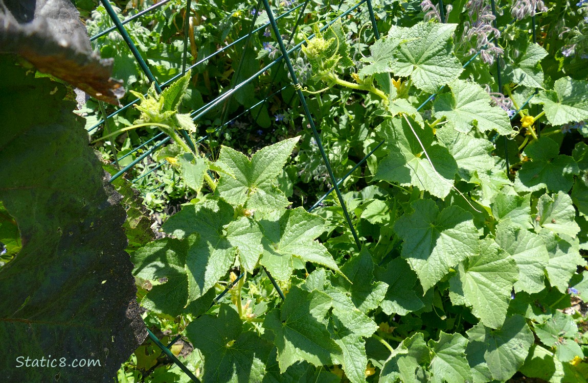 Cucumber plants on a trellis
