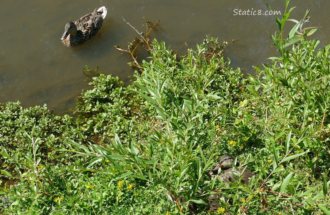 Mama Mallard paddling near the bank of the creek with ducklings looking up from the grass