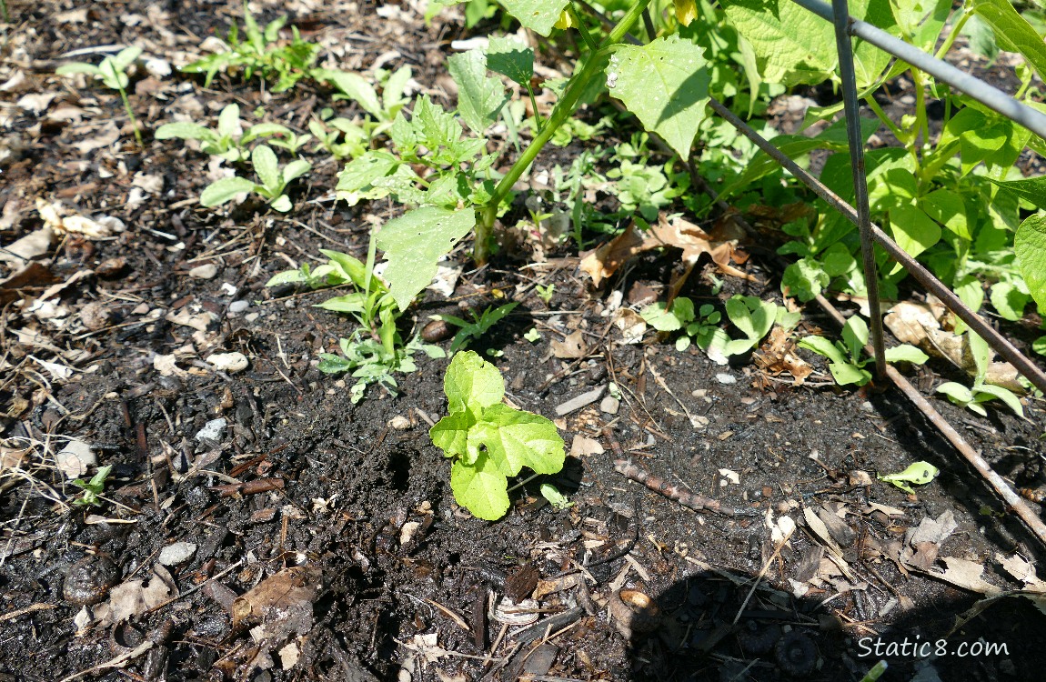 Small Tomatillo growing under a wire trellis