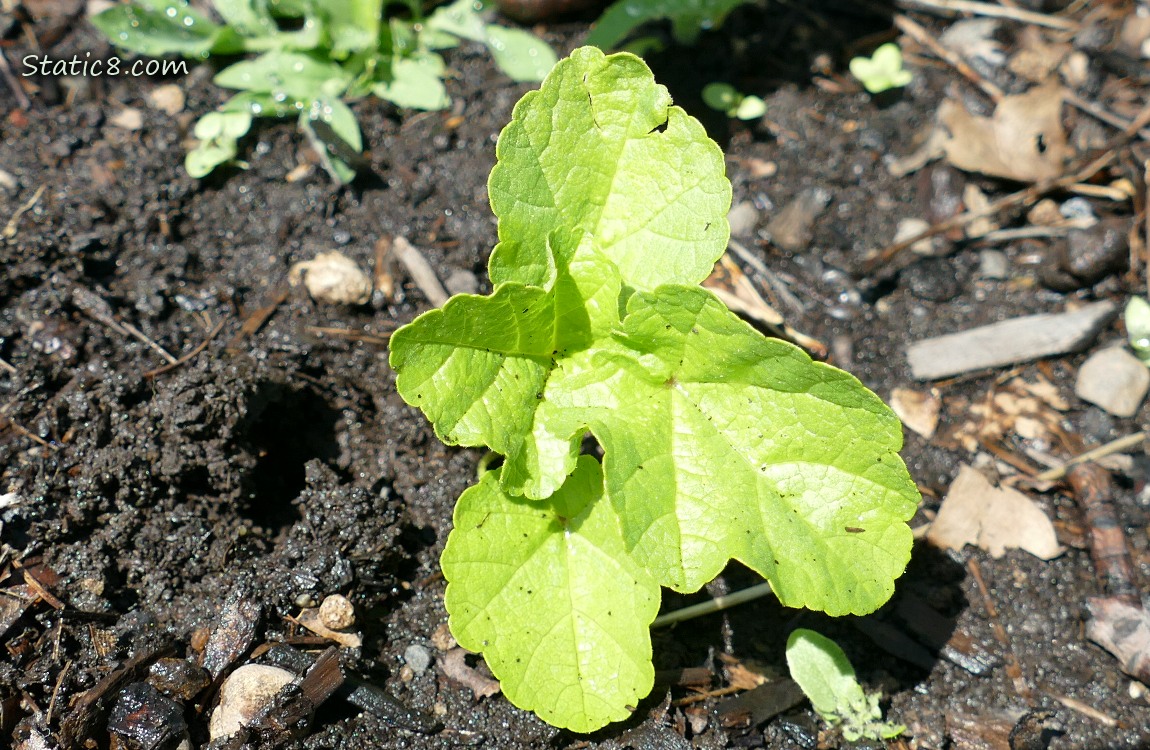 Small Mystery plant growing in the ground