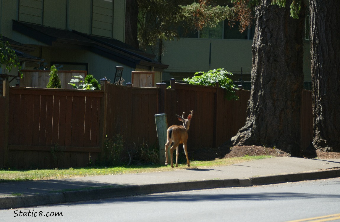 Black Tail stag walks up the sidewalk