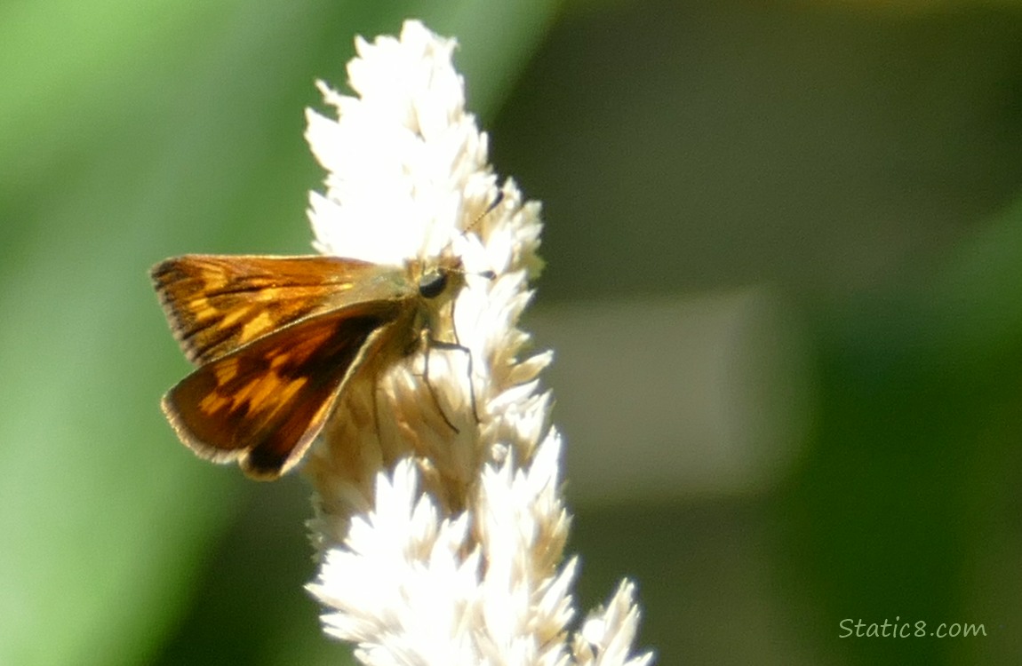 Small orange butterfly standing on a stalk of grass